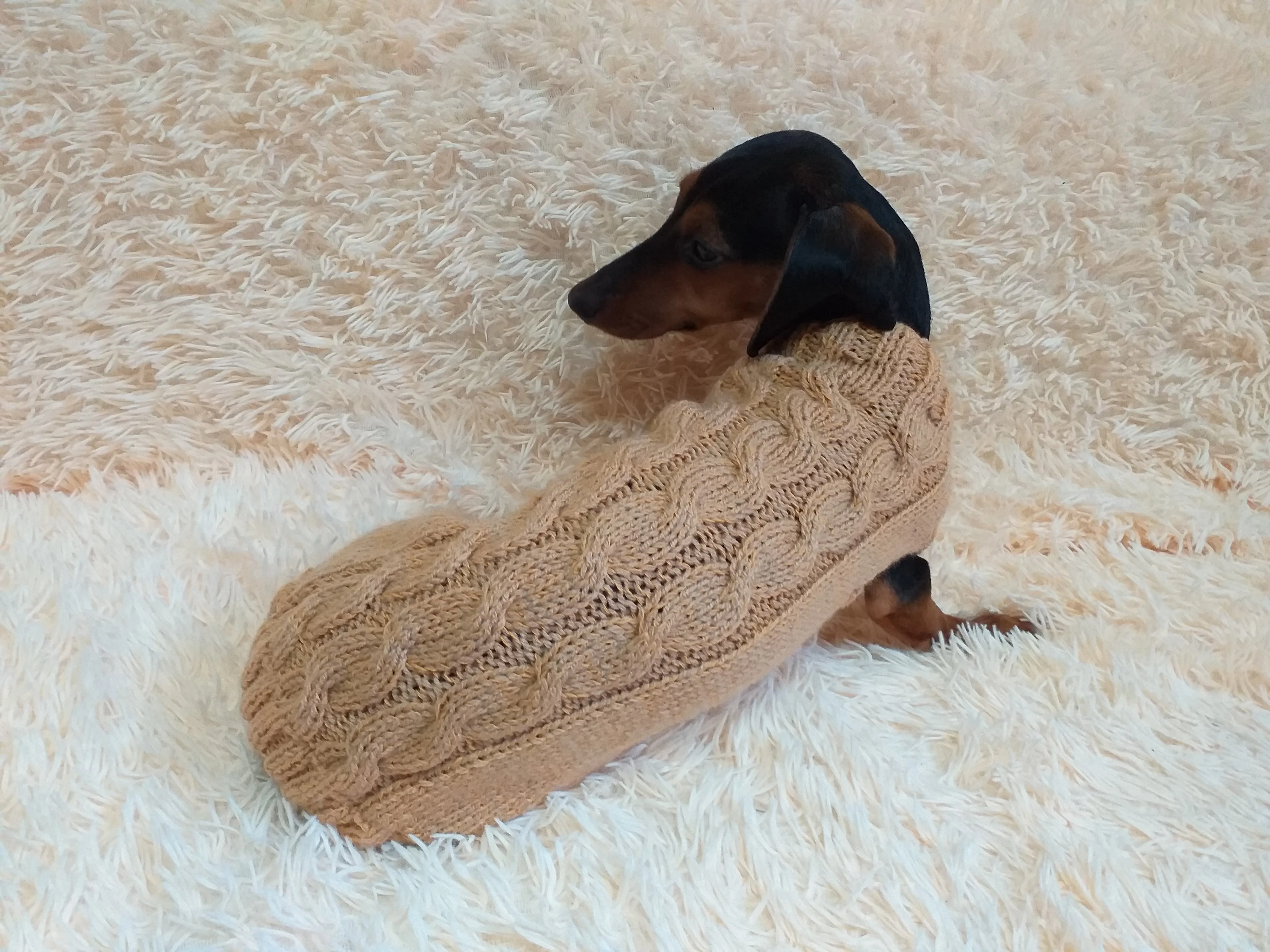 Beige sweater coat for dachshund or small dog