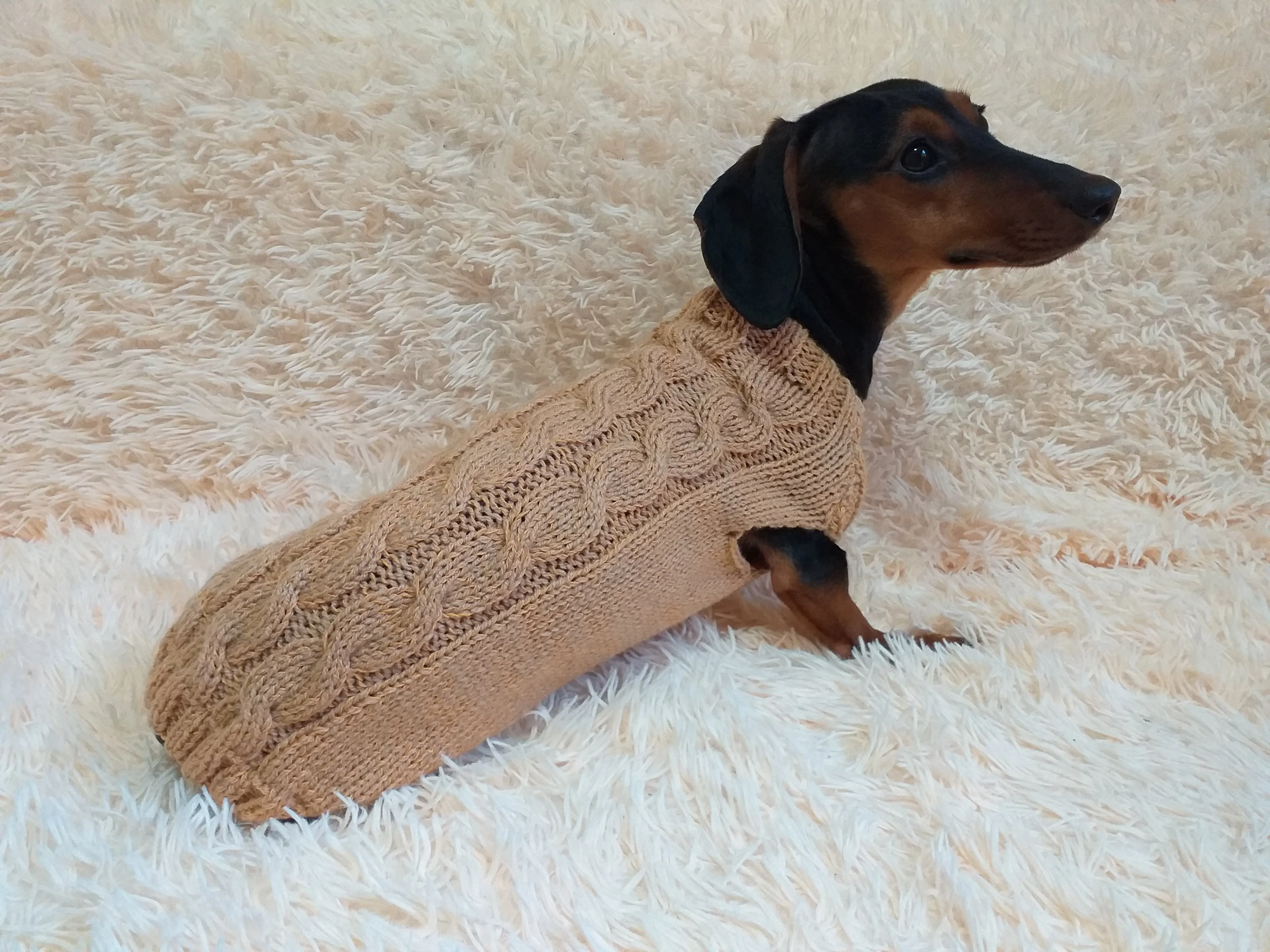 Beige sweater coat for dachshund or small dog