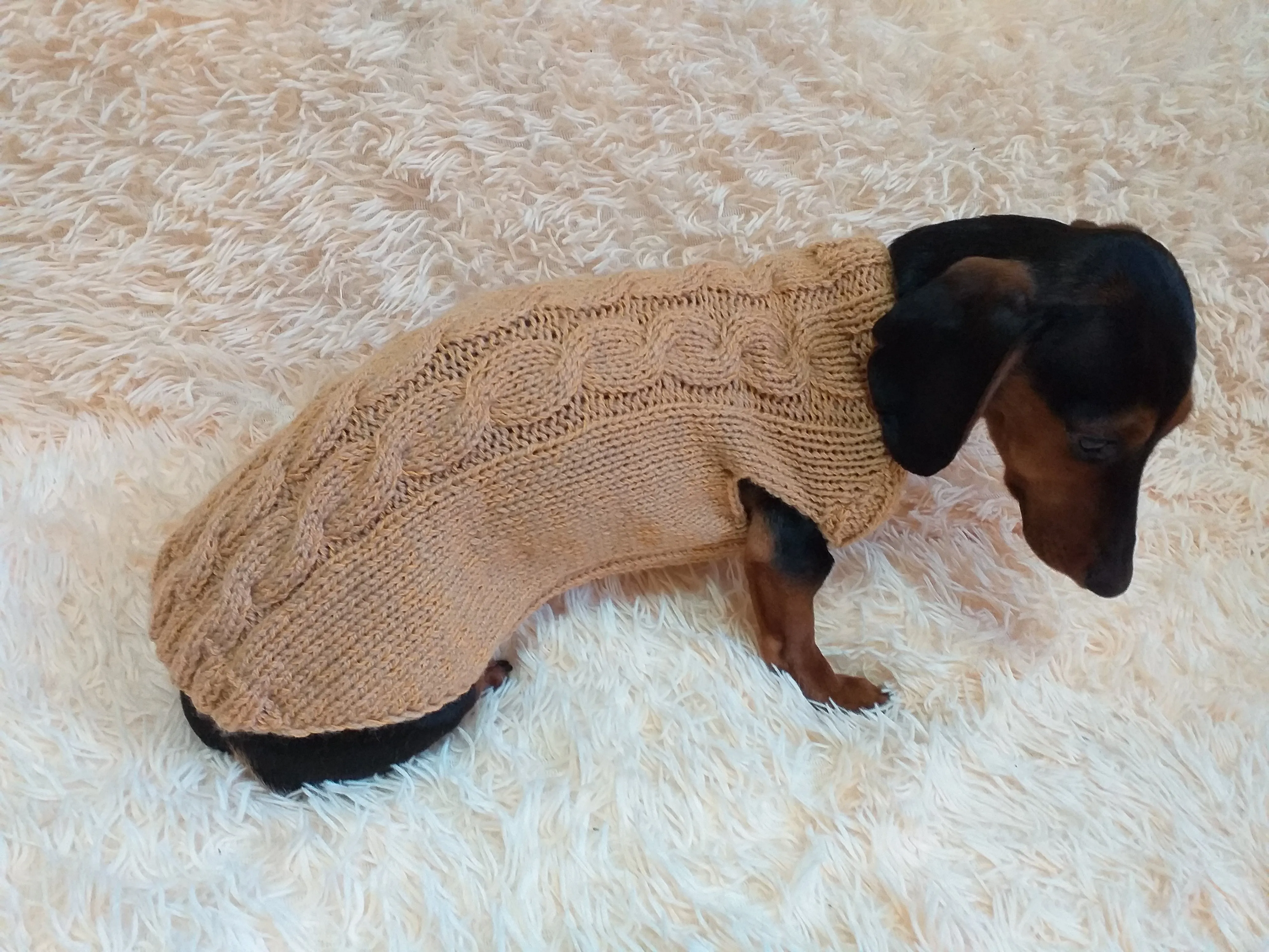 Beige sweater coat for dachshund or small dog