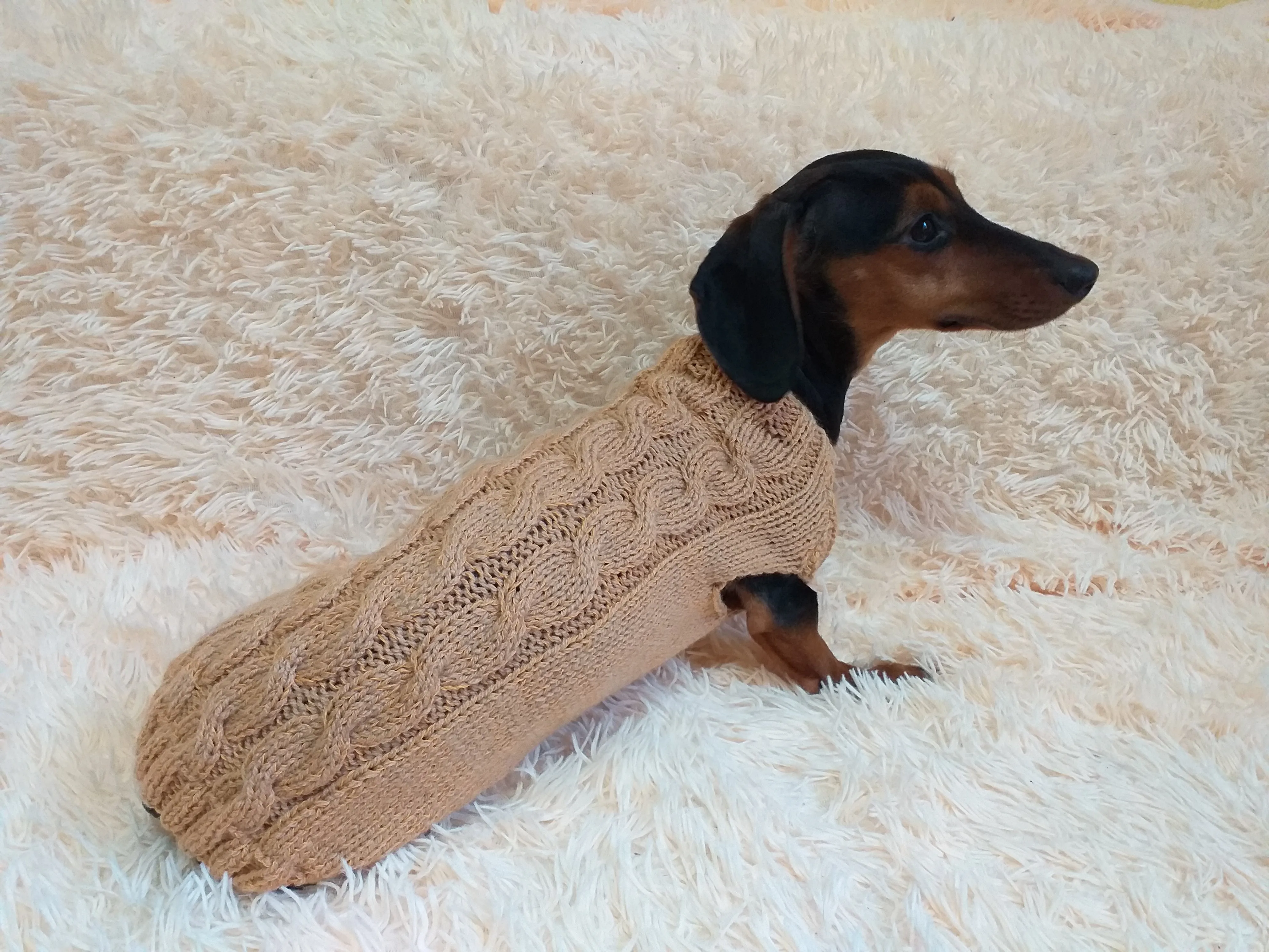 Beige sweater coat for dachshund or small dog