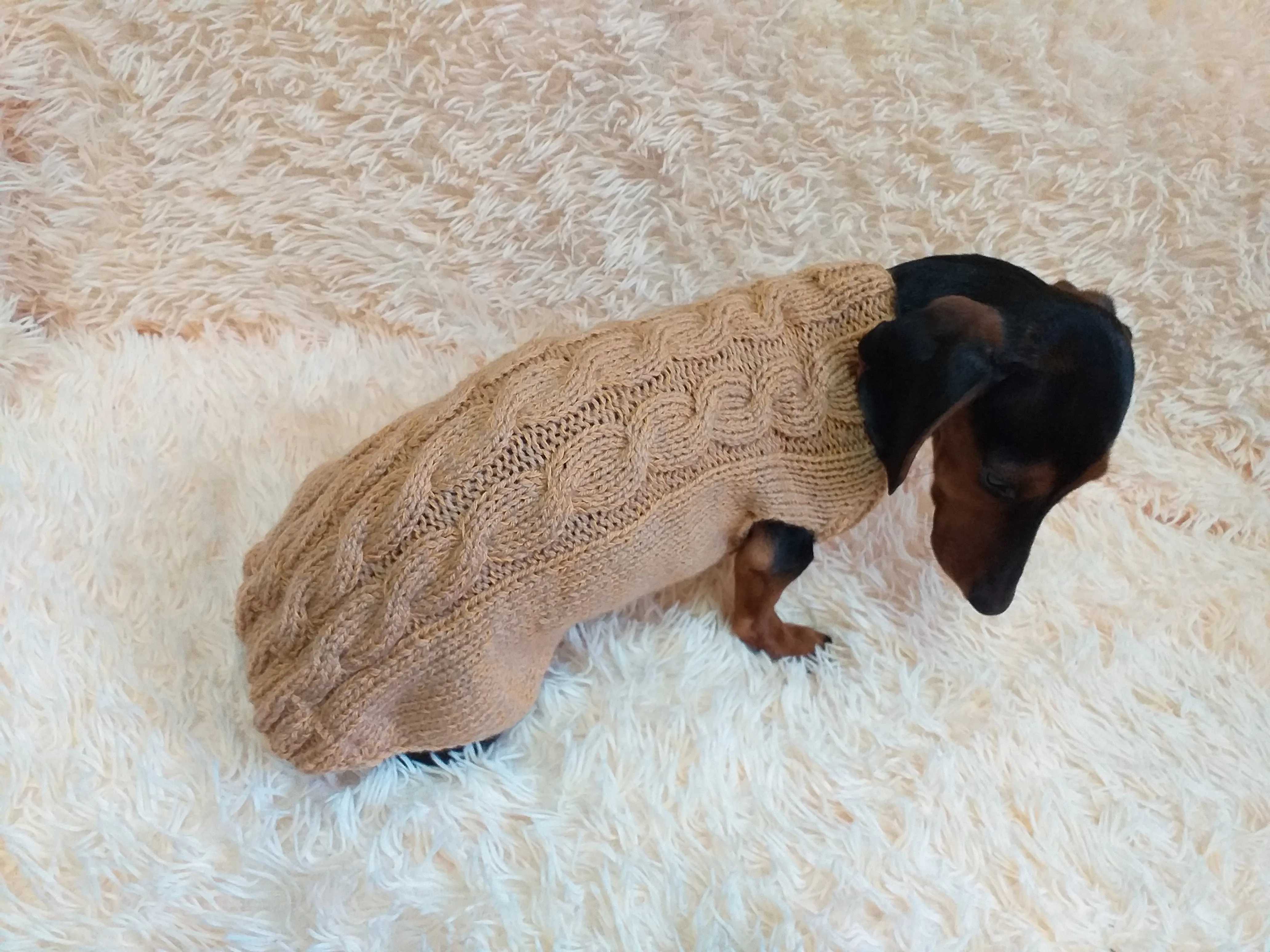 Beige sweater coat for dachshund or small dog