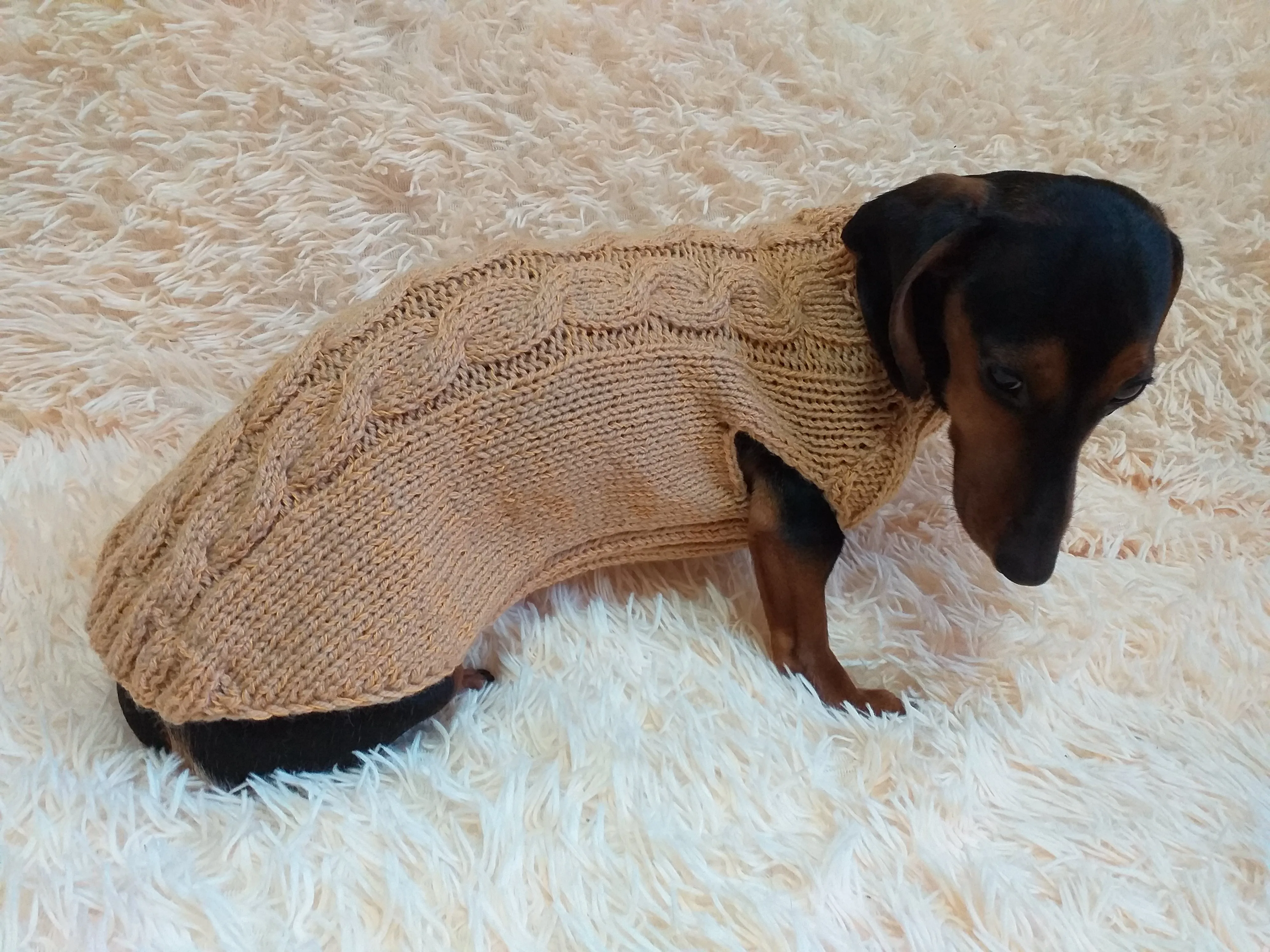 Beige sweater coat for dachshund or small dog