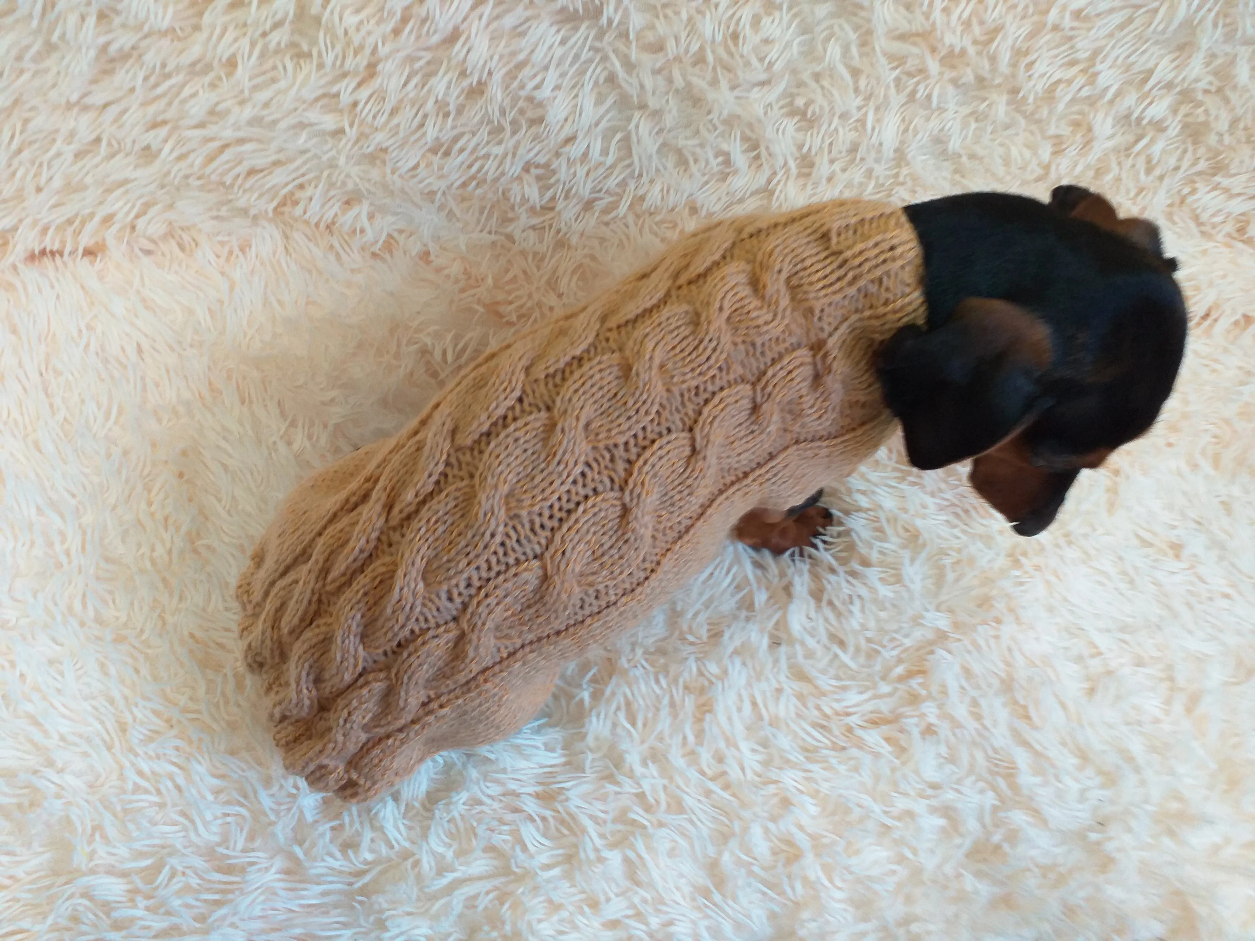 Beige sweater coat for dachshund or small dog