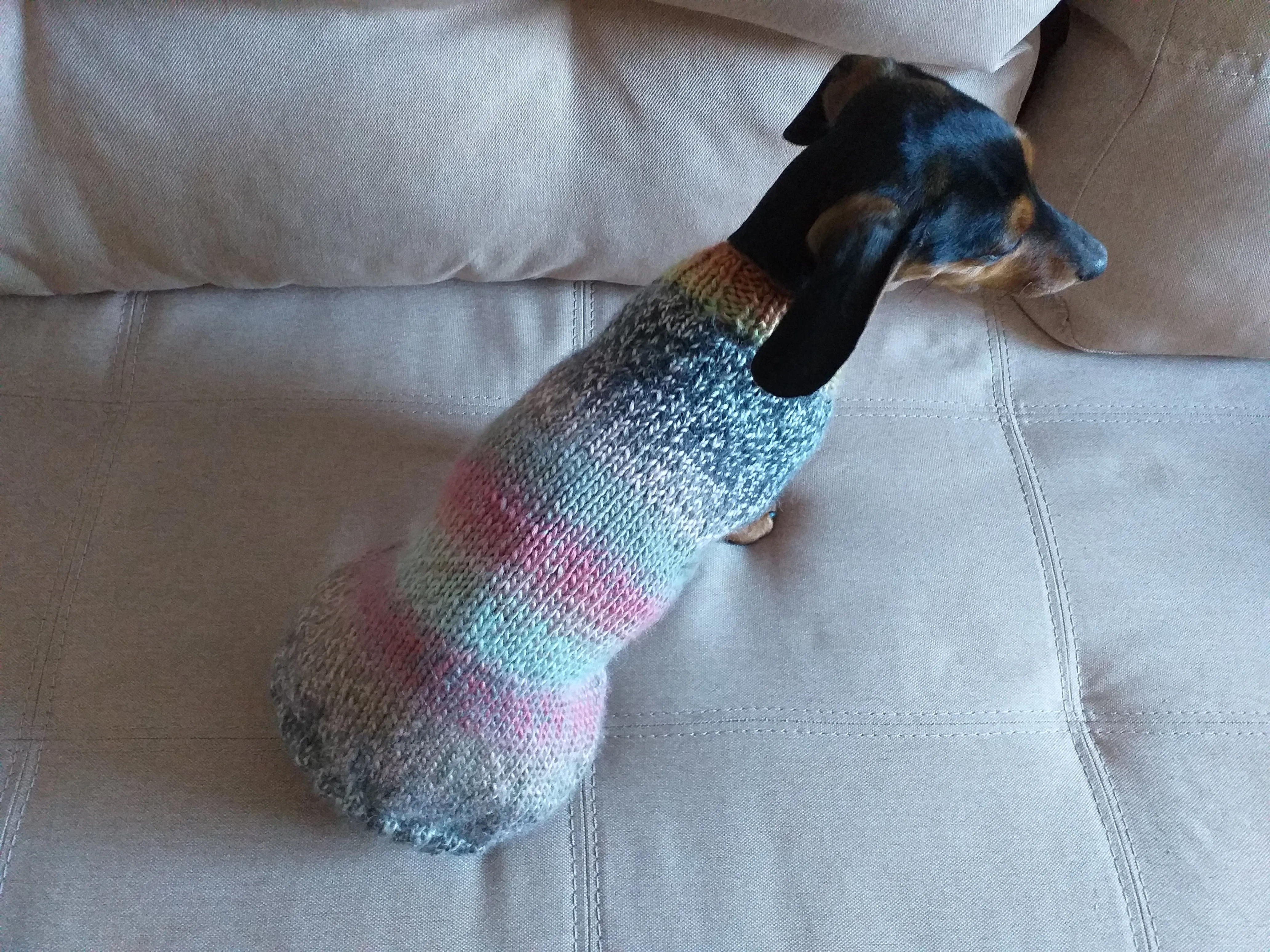 Size ХL Warm coat for dachshund puppy or small dog, knitted jumper for dachshund, dachshund puppy clothes, wool sweater for small dog