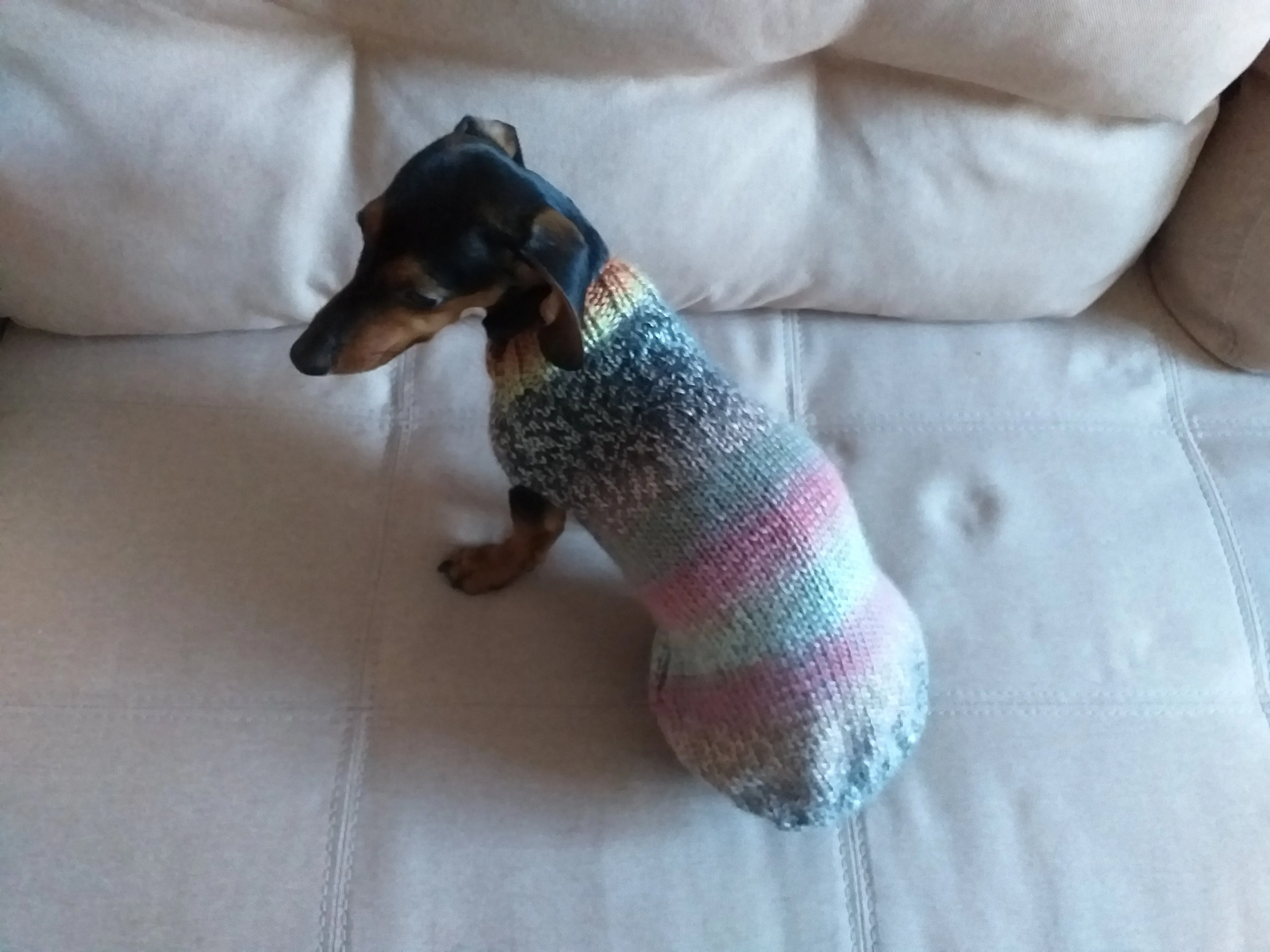 Size ХL Warm coat for dachshund puppy or small dog, knitted jumper for dachshund, dachshund puppy clothes, wool sweater for small dog