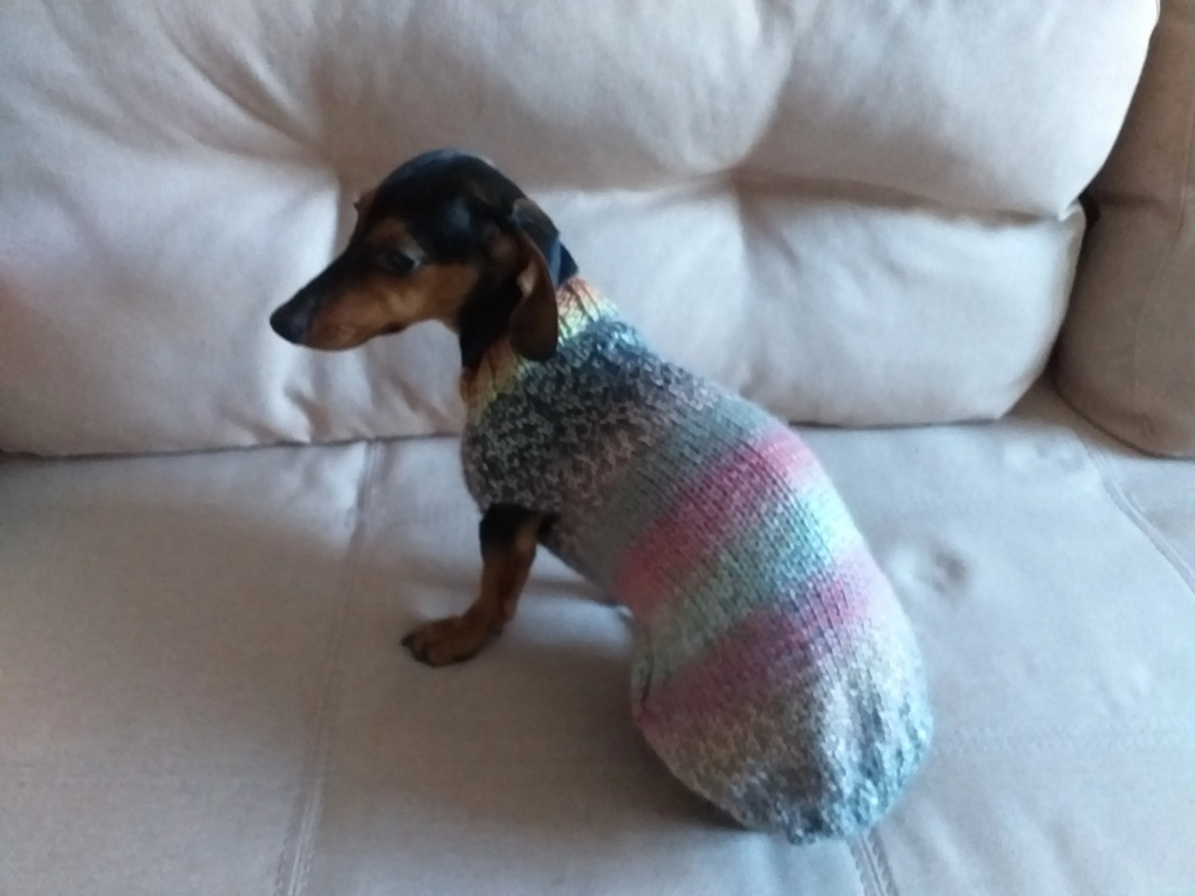 Size ХL Warm coat for dachshund puppy or small dog, knitted jumper for dachshund, dachshund puppy clothes, wool sweater for small dog