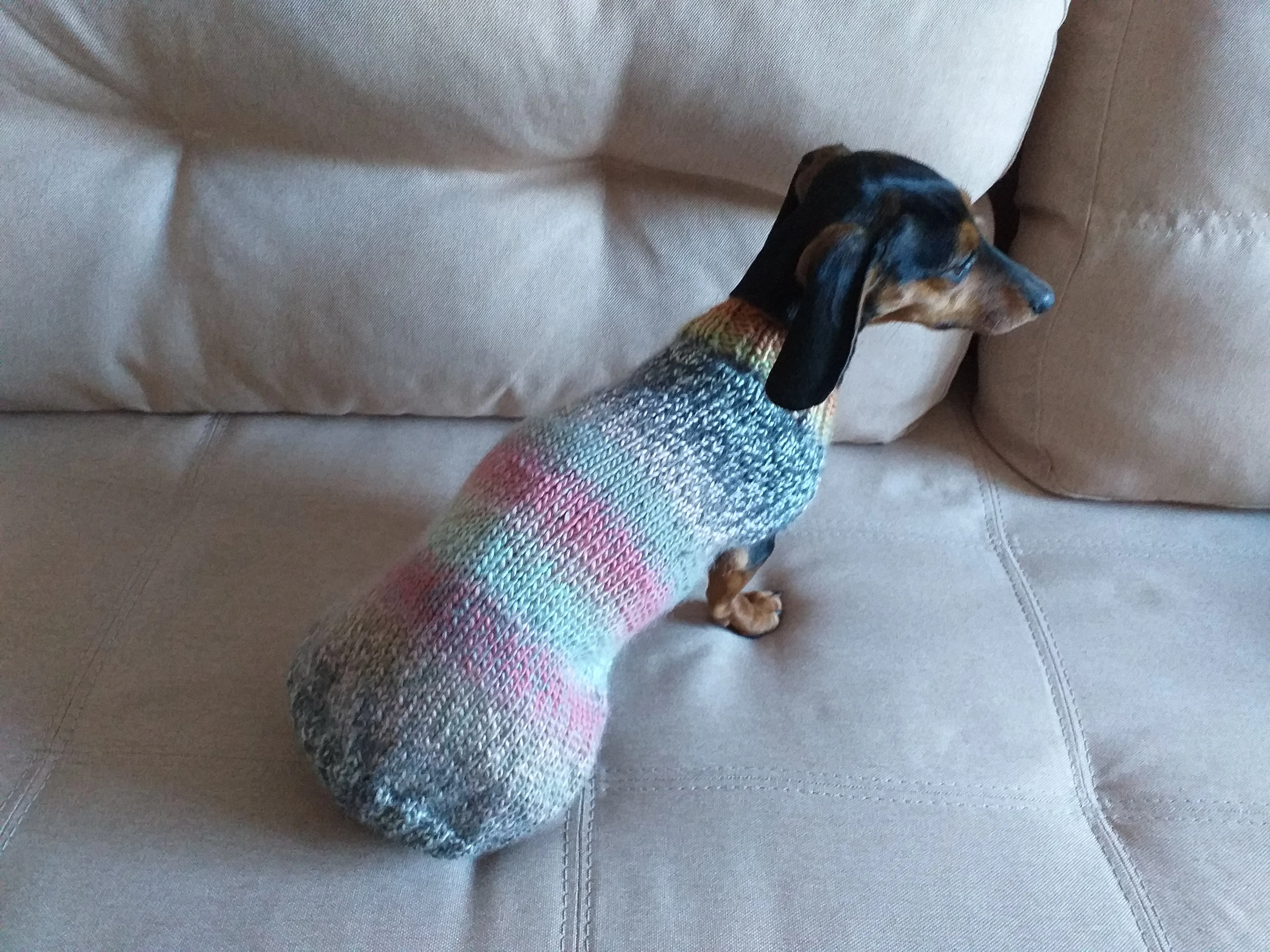 Size ХL Warm coat for dachshund puppy or small dog, knitted jumper for dachshund, dachshund puppy clothes, wool sweater for small dog