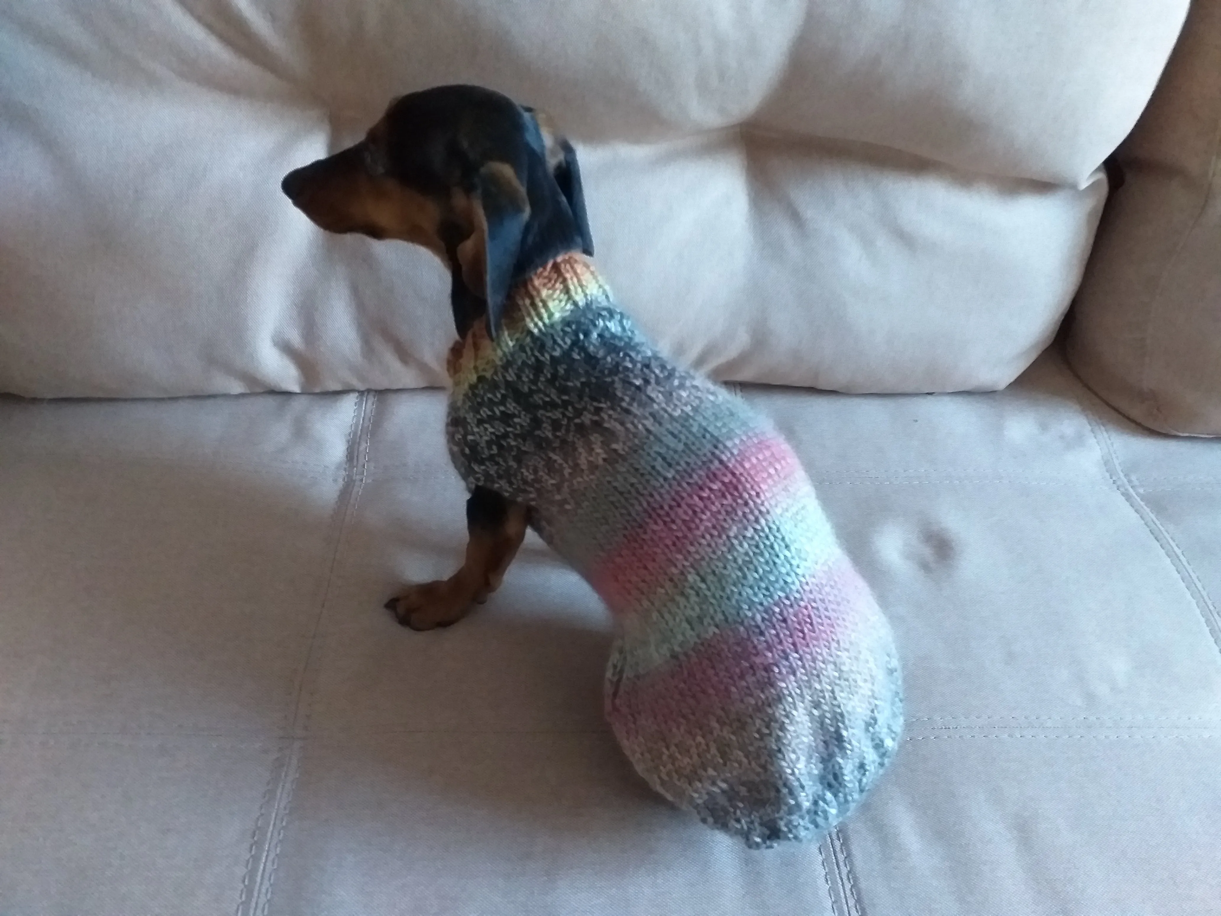 Size ХL Warm coat for dachshund puppy or small dog, knitted jumper for dachshund, dachshund puppy clothes, wool sweater for small dog