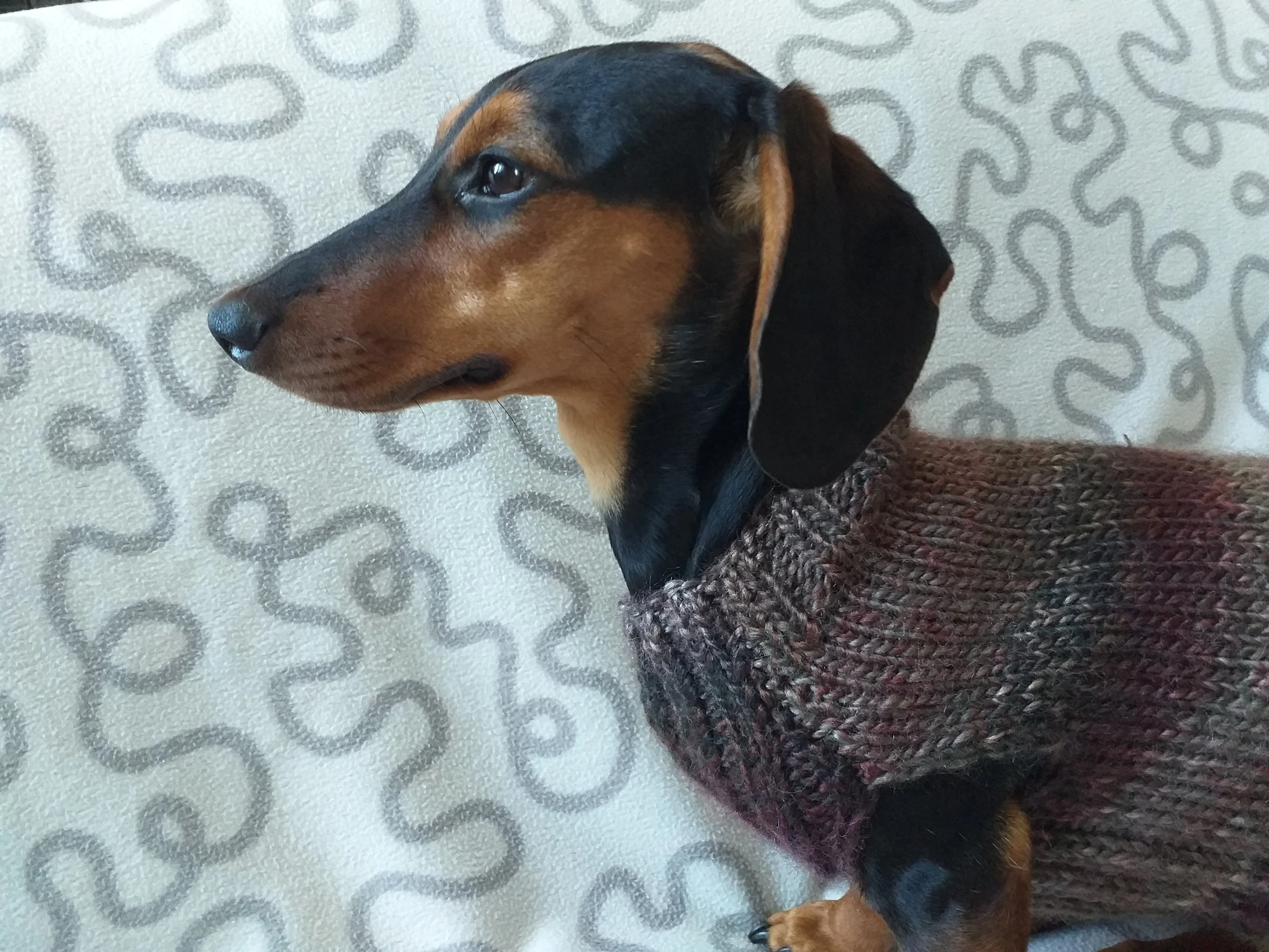 Size L Warm coat for dachshund puppy or small dog, knitted jumper for puppy dachshund, dachshund puppy clothes, wool sweater for small dog