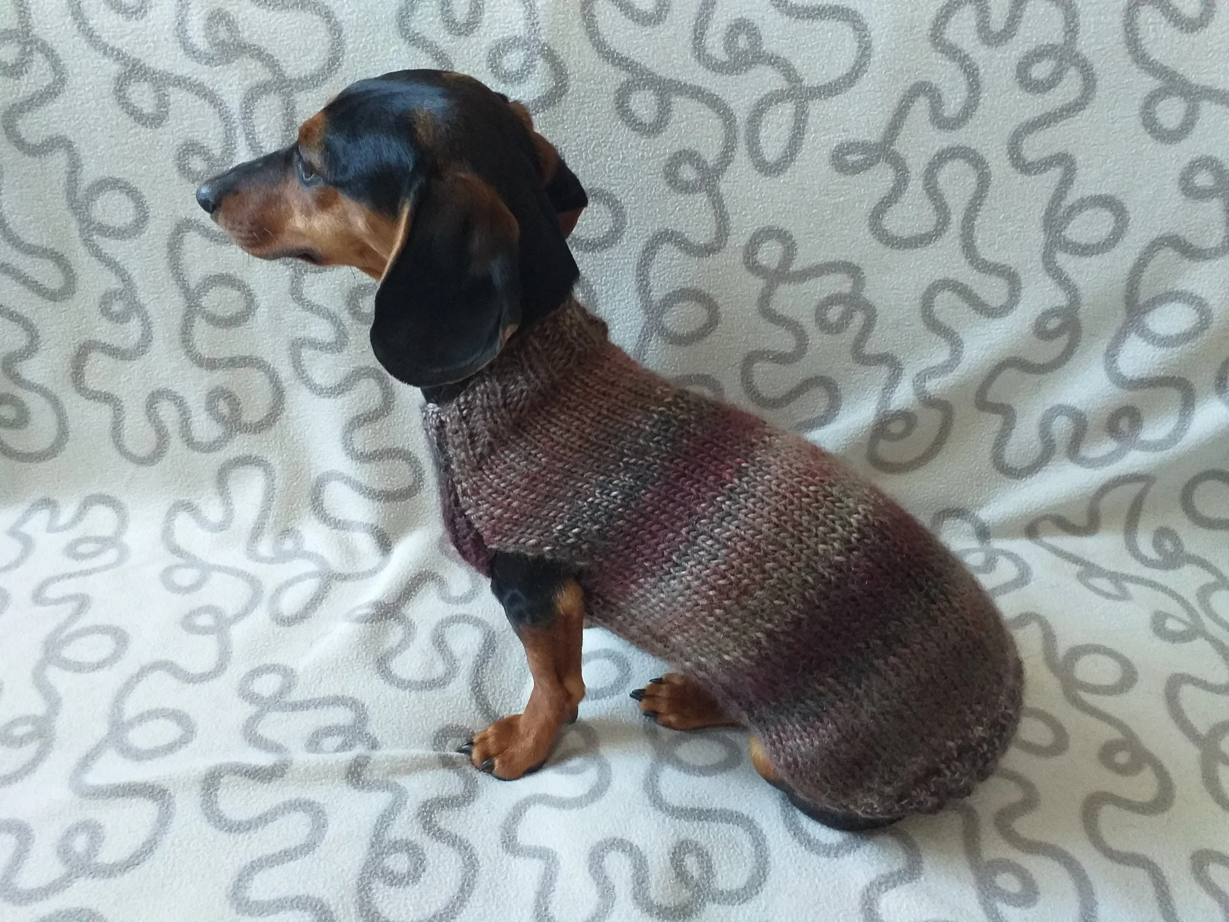 Size L Warm coat for dachshund puppy or small dog, knitted jumper for puppy dachshund, dachshund puppy clothes, wool sweater for small dog