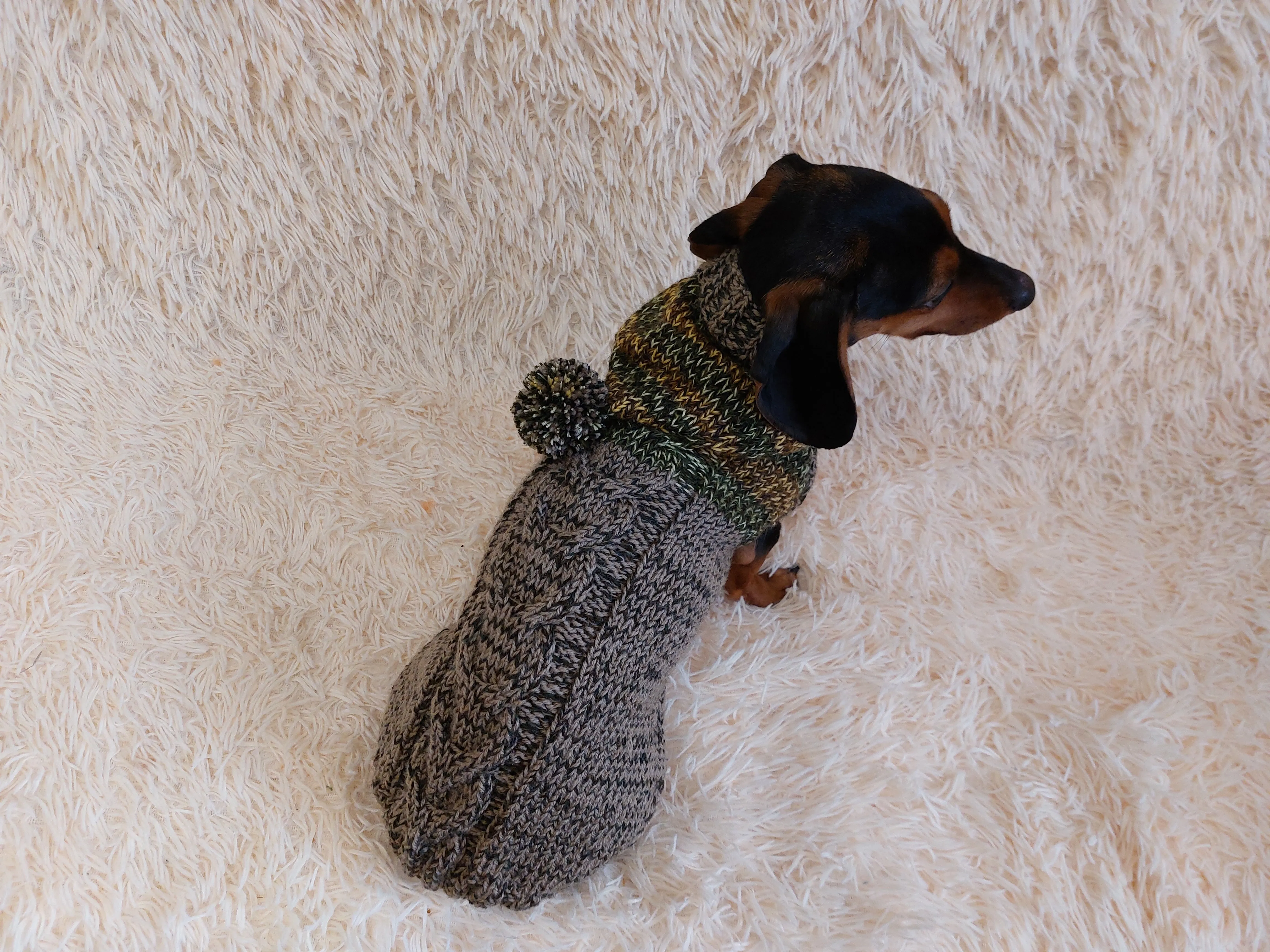 Winter wool coat with hood for dachshund or small dog.