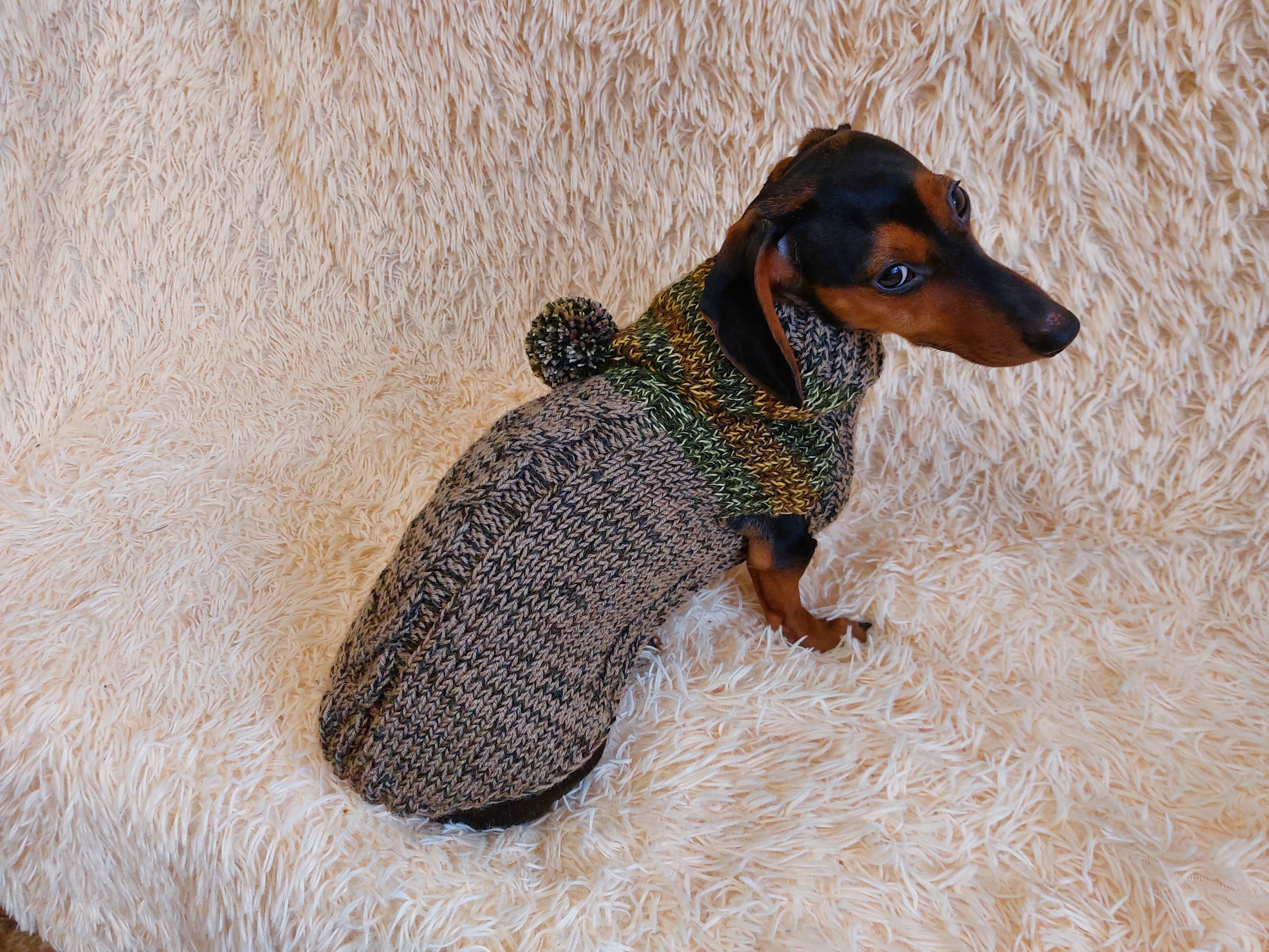 Winter wool coat with hood for dachshund or small dog.