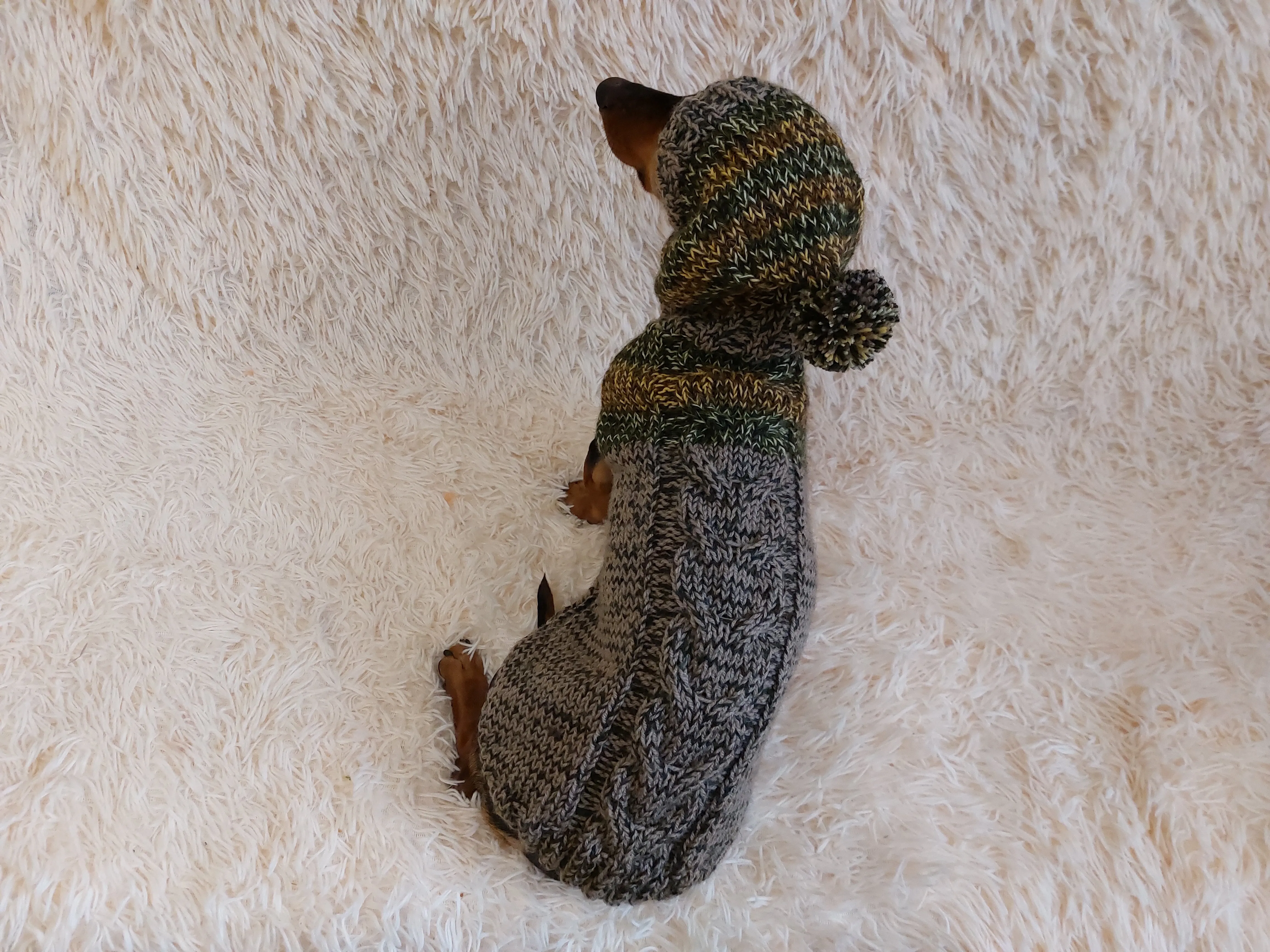 Winter wool coat with hood for dachshund or small dog.