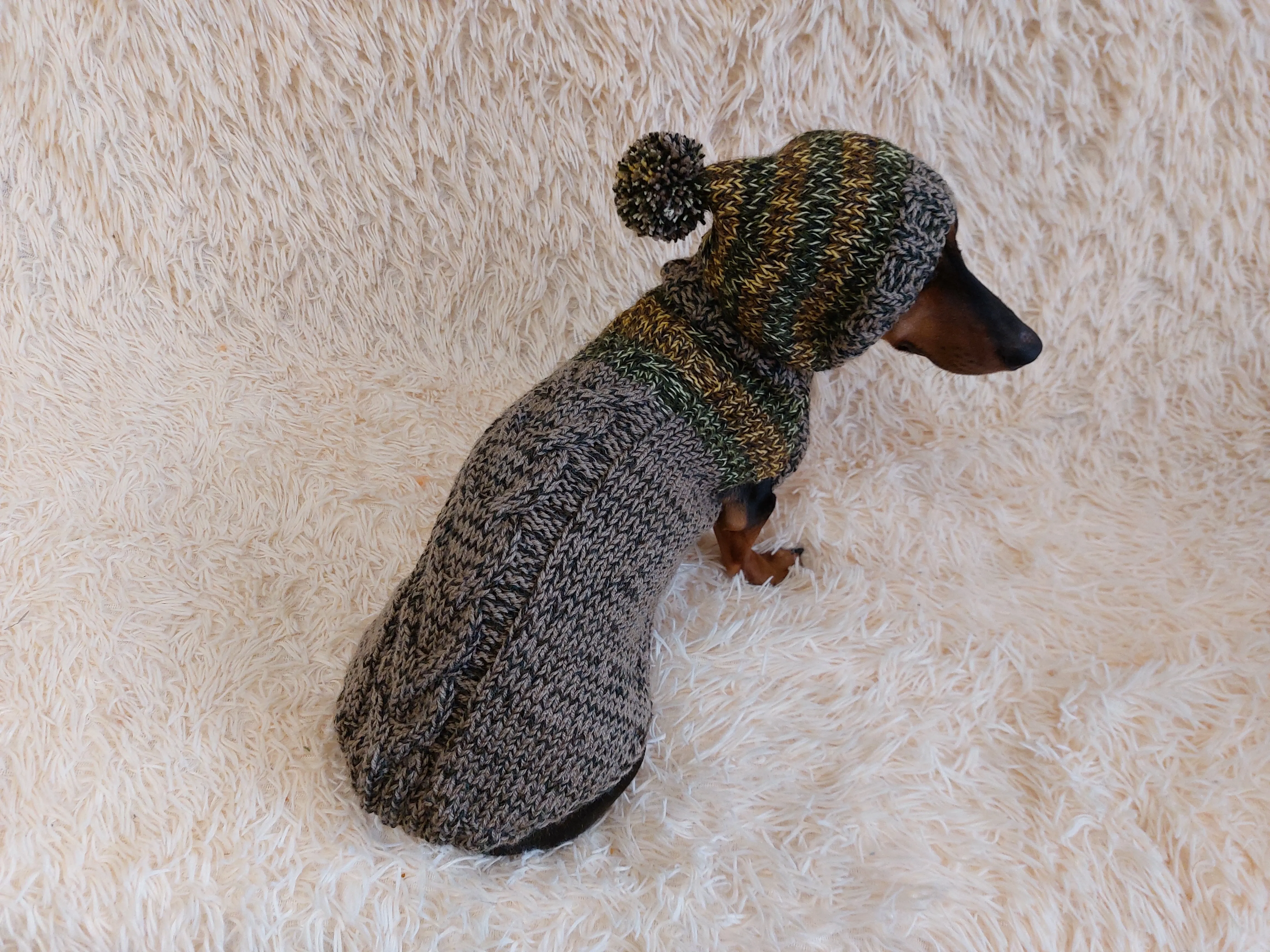 Winter wool coat with hood for dachshund or small dog.