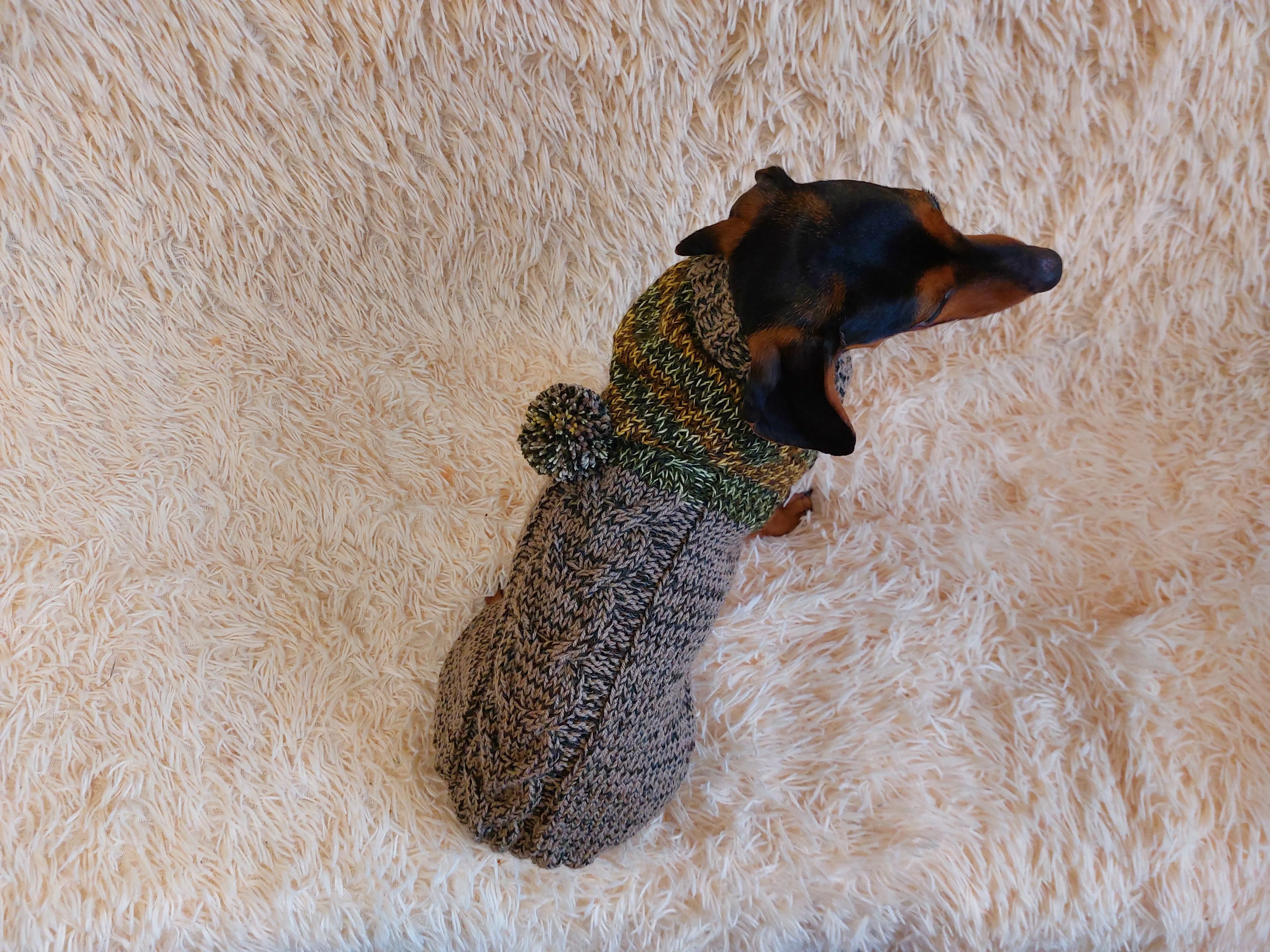 Winter wool coat with hood for dachshund or small dog.