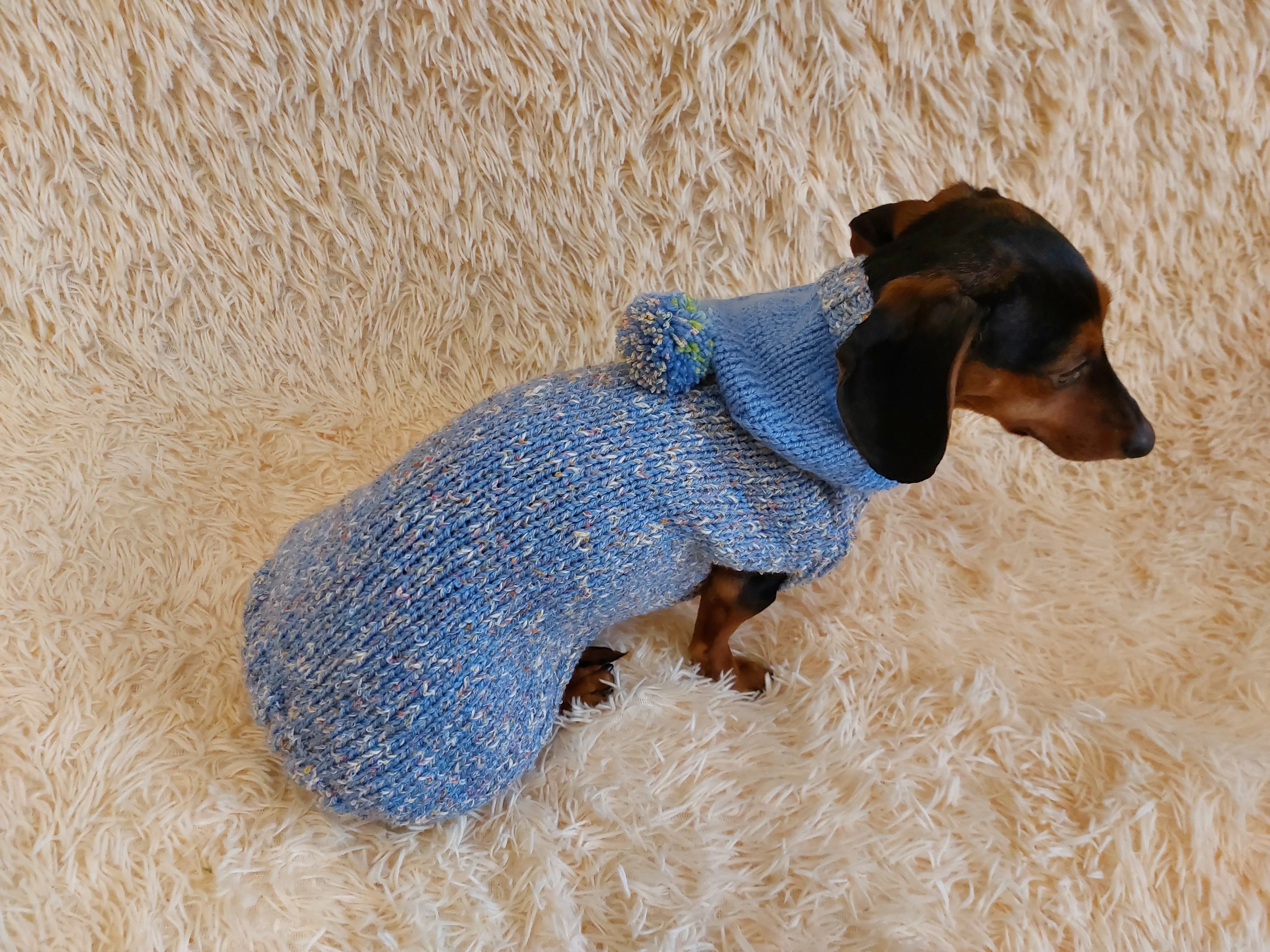 Winter wool coat with hood for dachshund or small dog