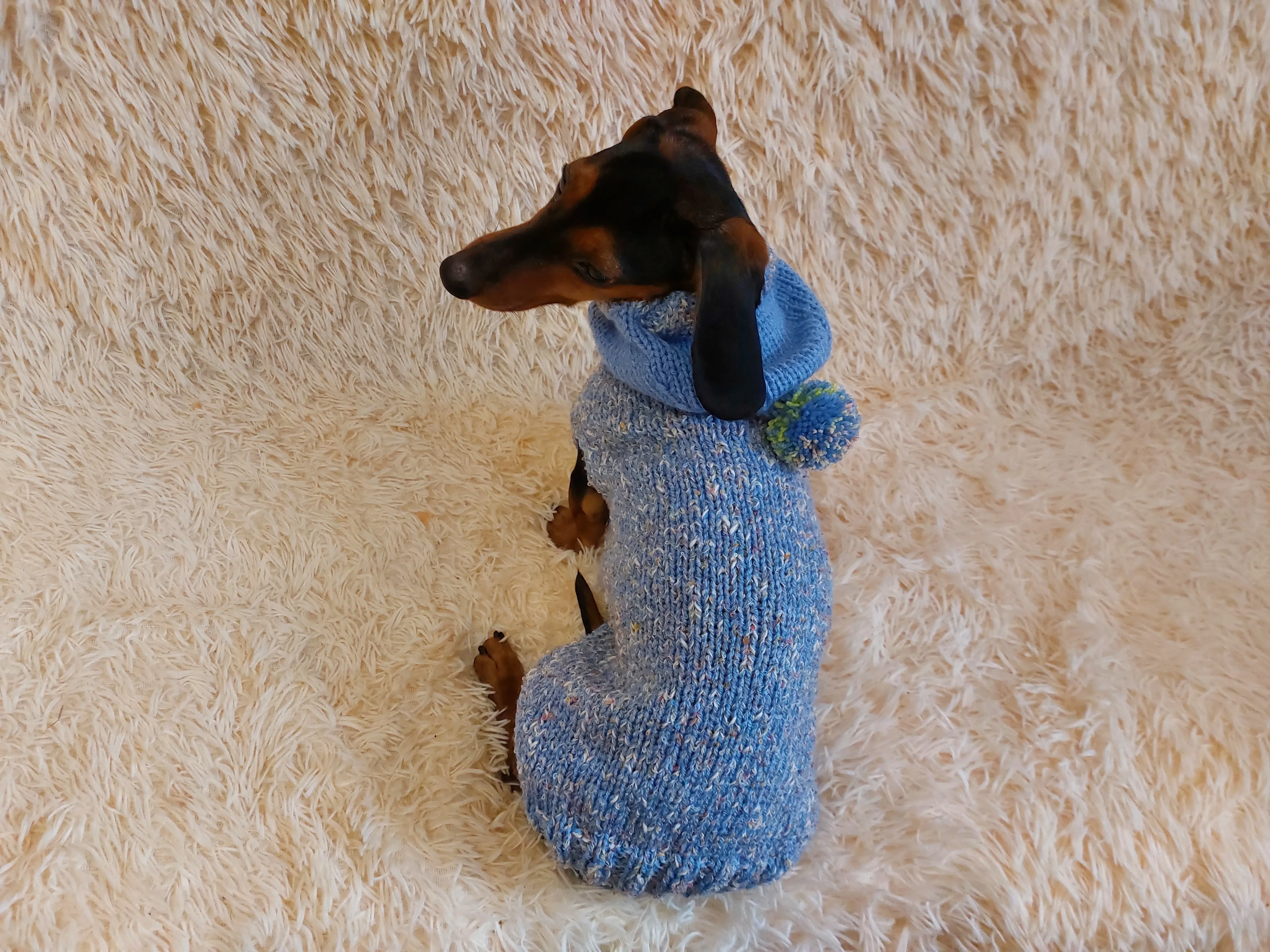 Winter wool coat with hood for dachshund or small dog