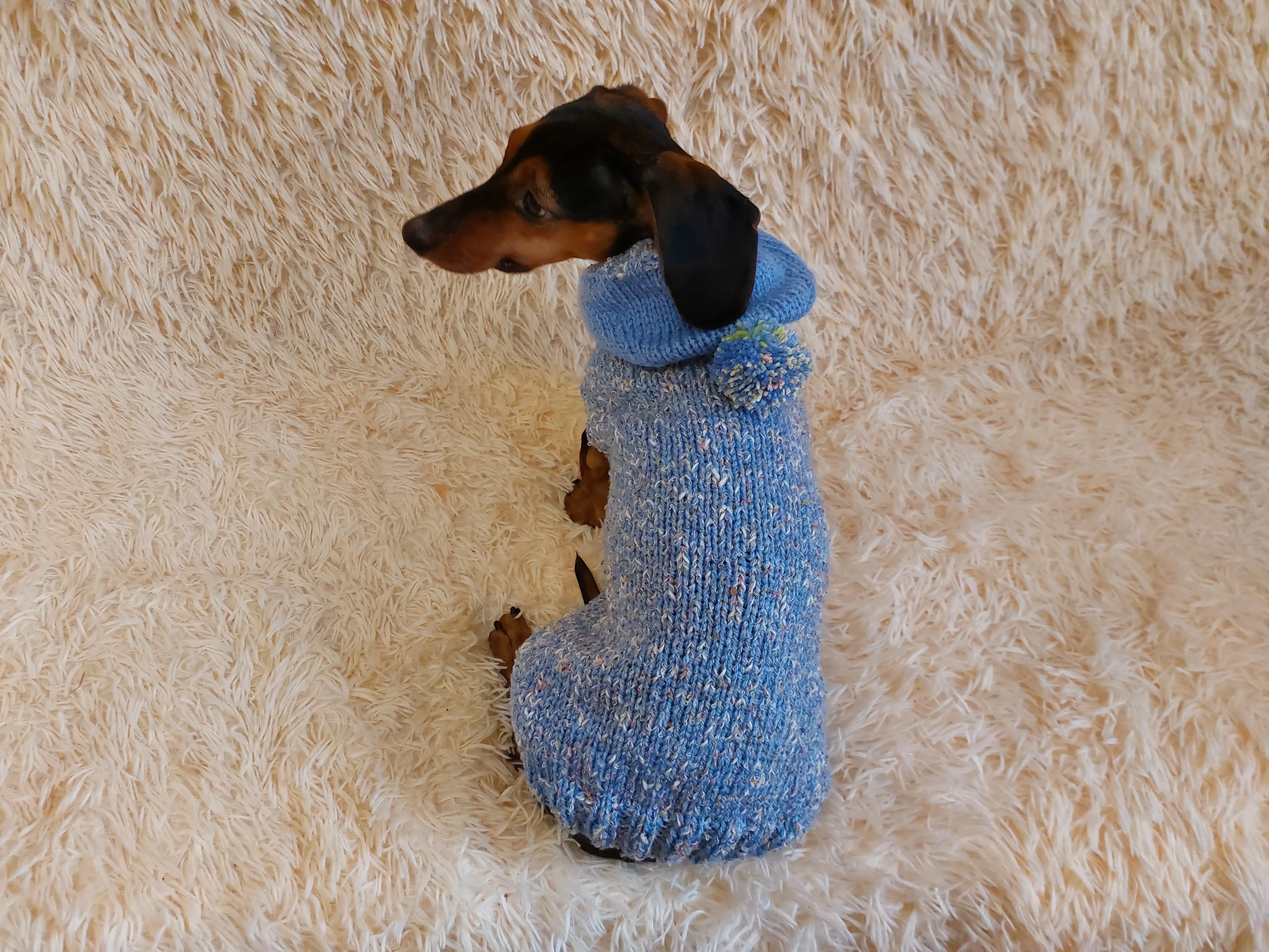 Winter wool coat with hood for dachshund or small dog